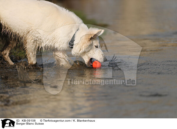 Weier Schweizer Schferhund / Berger Blanc Suisse / KB-09108