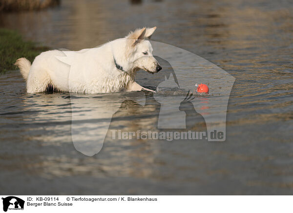 Weier Schweizer Schferhund / Berger Blanc Suisse / KB-09114