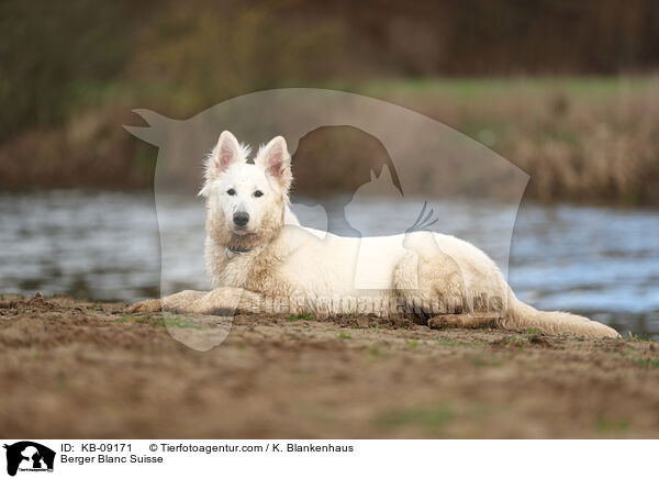 Weier Schweizer Schferhund / Berger Blanc Suisse / KB-09171