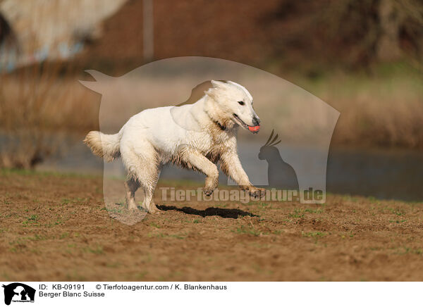 Weier Schweizer Schferhund / Berger Blanc Suisse / KB-09191