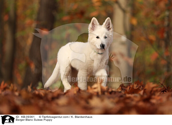 Weier Schweizer Schferhund Welpe / Berger Blanc Suisse Puppy / KB-09361