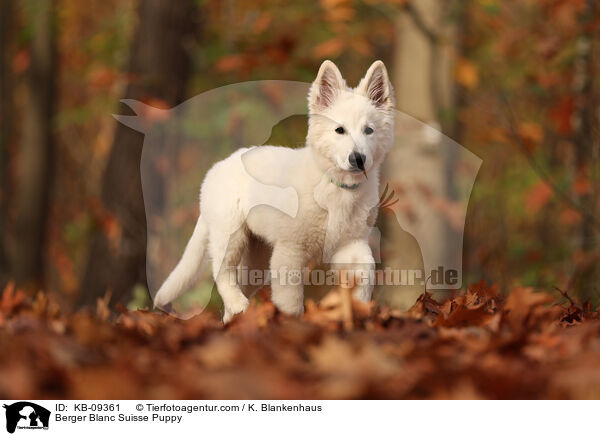 Berger Blanc Suisse Puppy / KB-09361