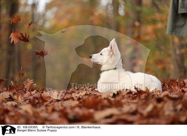 Weier Schweizer Schferhund Welpe / Berger Blanc Suisse Puppy / KB-09365