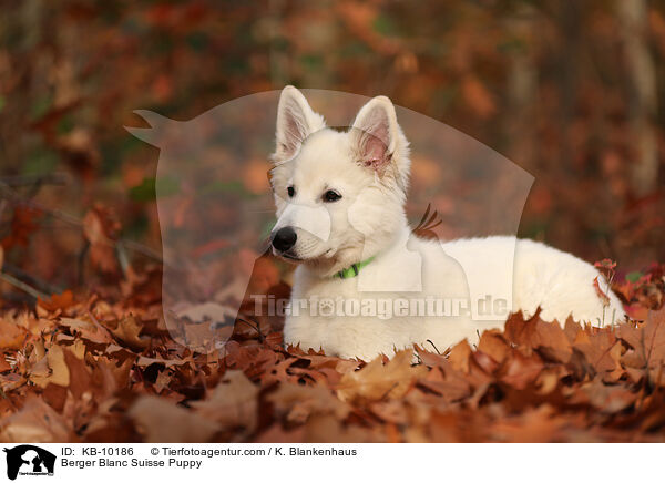 Weier Schweizer Schferhund Welpe / Berger Blanc Suisse Puppy / KB-10186