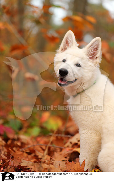 Weier Schweizer Schferhund Welpe / Berger Blanc Suisse Puppy / KB-10195