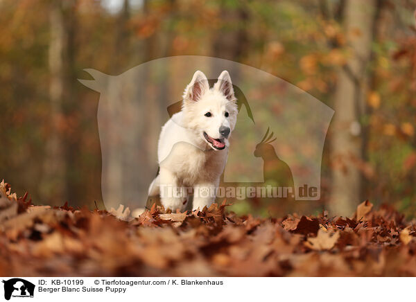 Weier Schweizer Schferhund Welpe / Berger Blanc Suisse Puppy / KB-10199