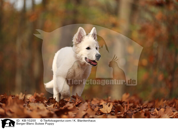 Weier Schweizer Schferhund Welpe / Berger Blanc Suisse Puppy / KB-10200