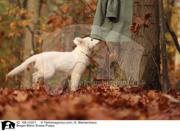 Weier Schweizer Schferhund Welpe / Berger Blanc Suisse Puppy / KB-10201