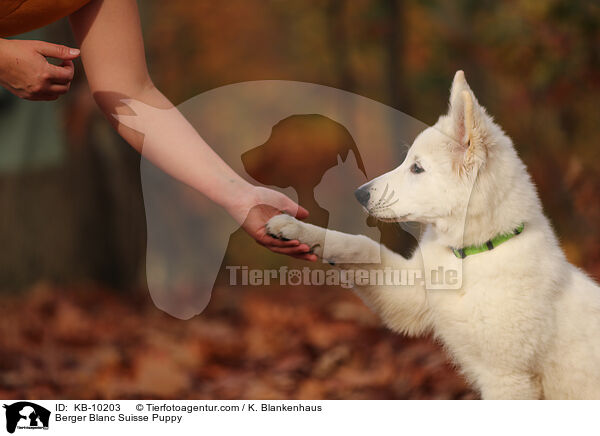 Berger Blanc Suisse Puppy / KB-10203