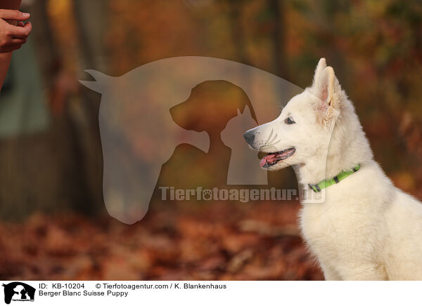 Berger Blanc Suisse Puppy / KB-10204