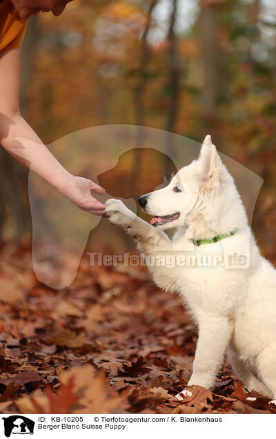 Weier Schweizer Schferhund Welpe / Berger Blanc Suisse Puppy / KB-10205