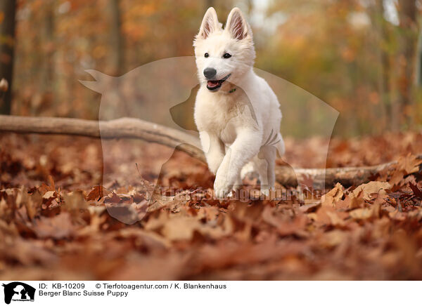 Weier Schweizer Schferhund Welpe / Berger Blanc Suisse Puppy / KB-10209