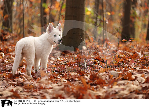 Weier Schweizer Schferhund Welpe / Berger Blanc Suisse Puppy / KB-10210