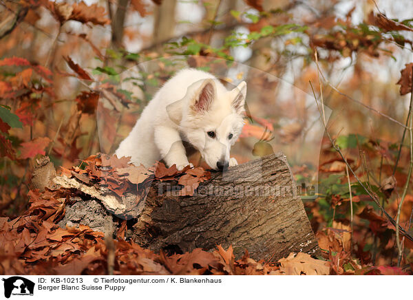 Weier Schweizer Schferhund Welpe / Berger Blanc Suisse Puppy / KB-10213