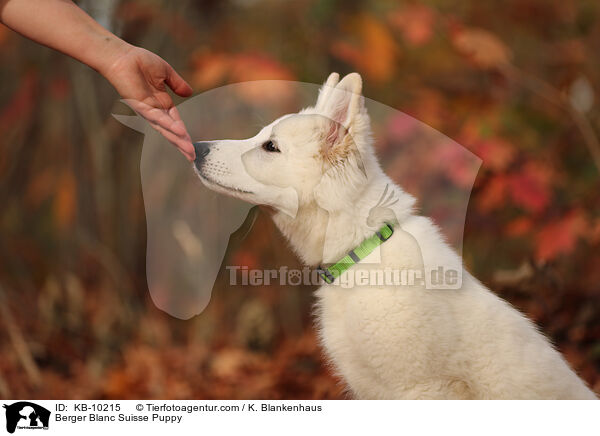 Weier Schweizer Schferhund Welpe / Berger Blanc Suisse Puppy / KB-10215