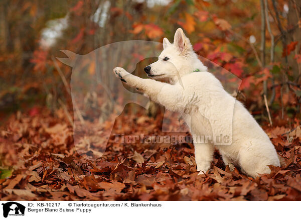 Berger Blanc Suisse Puppy / KB-10217