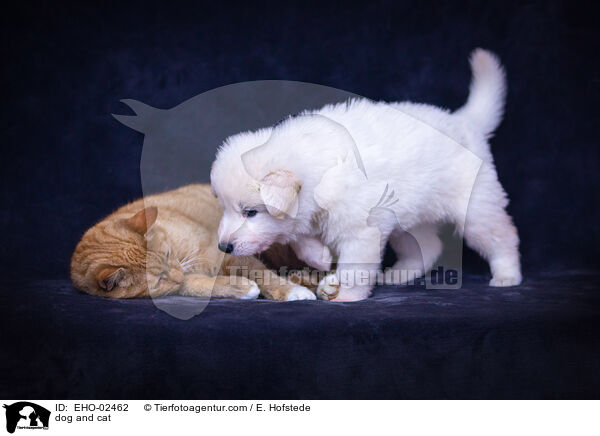 Hund und Katze / dog and cat / EHO-02462