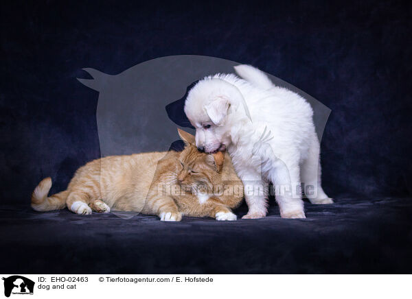 Hund und Katze / dog and cat / EHO-02463