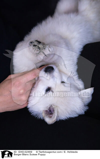 Berger Blanc Suisse Puppy / EHO-02469