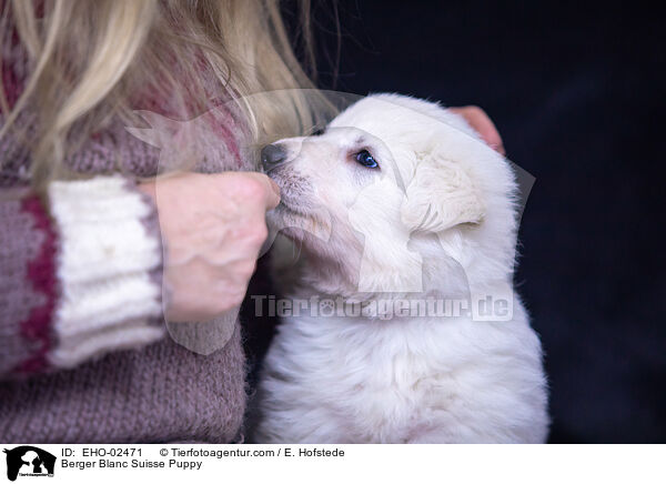 Berger Blanc Suisse Puppy / EHO-02471