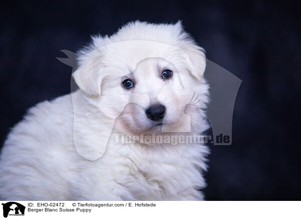 Weier Schweizer Schferhund Welpe / Berger Blanc Suisse Puppy / EHO-02472