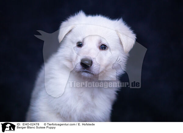 Weier Schweizer Schferhund Welpe / Berger Blanc Suisse Puppy / EHO-02478
