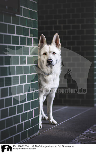 Weier Schweizer Schferhund / Berger Blanc Suisse / JQ-01264