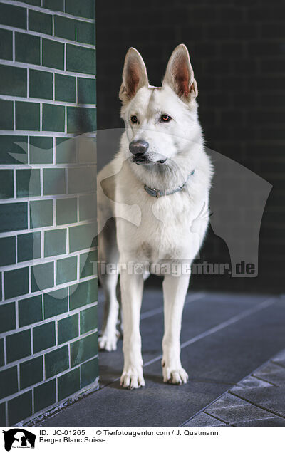 Weier Schweizer Schferhund / Berger Blanc Suisse / JQ-01265