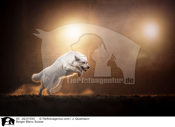 Weier Schweizer Schferhund / Berger Blanc Suisse / JQ-01550