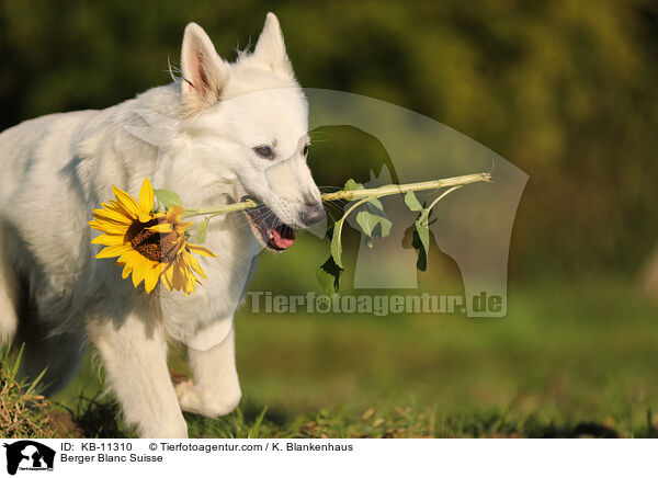 Berger Blanc Suisse / KB-11310