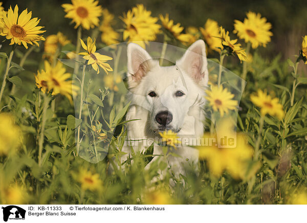 Weier Schweizer Schferhund / Berger Blanc Suisse / KB-11333