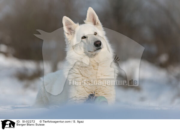 Weier Schweizer Schferhund / Berger Blanc Suisse / SI-02272