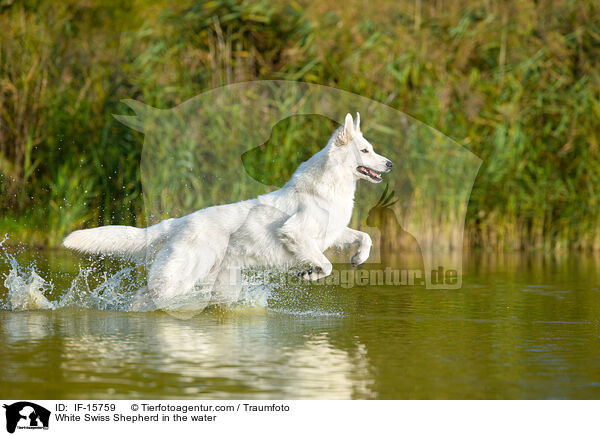 Weier Schweizer Schferhund im Wasser / White Swiss Shepherd in the water / IF-15759