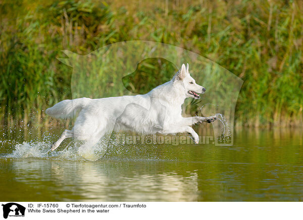 Weier Schweizer Schferhund im Wasser / White Swiss Shepherd in the water / IF-15760