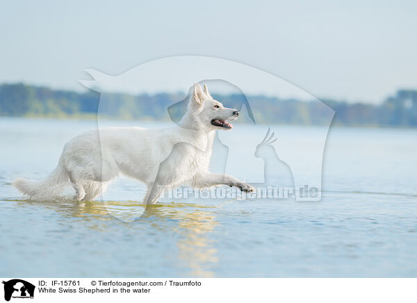 Weier Schweizer Schferhund im Wasser / White Swiss Shepherd in the water / IF-15761