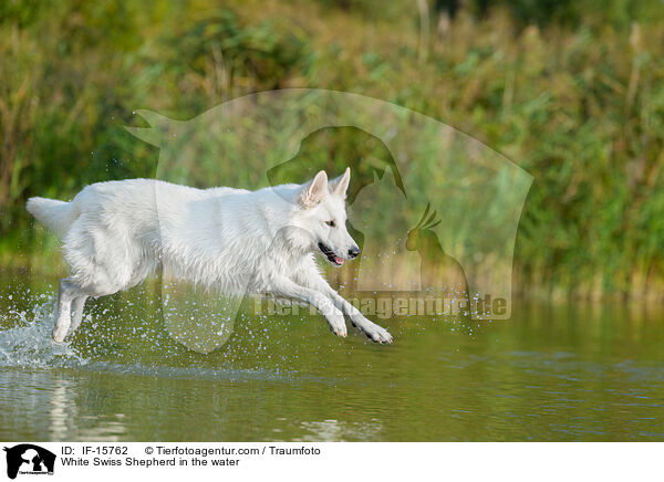 Weier Schweizer Schferhund im Wasser / White Swiss Shepherd in the water / IF-15762