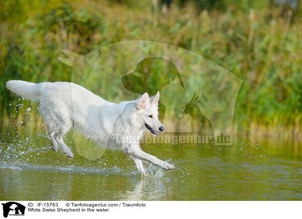 White Swiss Shepherd in the water / IF-15763