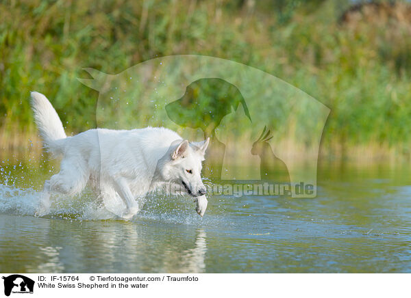 Weier Schweizer Schferhund im Wasser / White Swiss Shepherd in the water / IF-15764