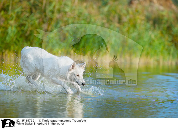 White Swiss Shepherd in the water / IF-15765