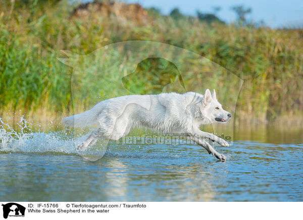 Weier Schweizer Schferhund im Wasser / White Swiss Shepherd in the water / IF-15766