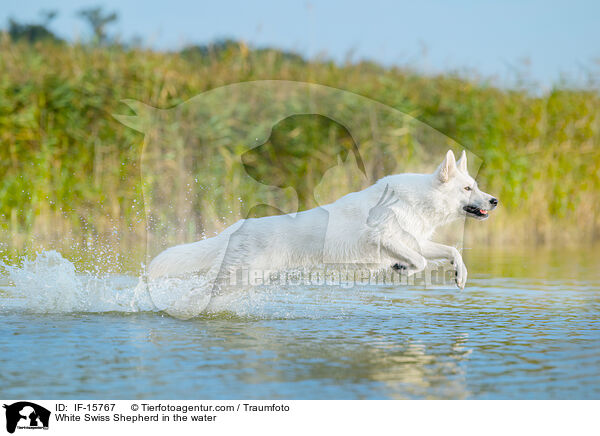 Weier Schweizer Schferhund im Wasser / White Swiss Shepherd in the water / IF-15767