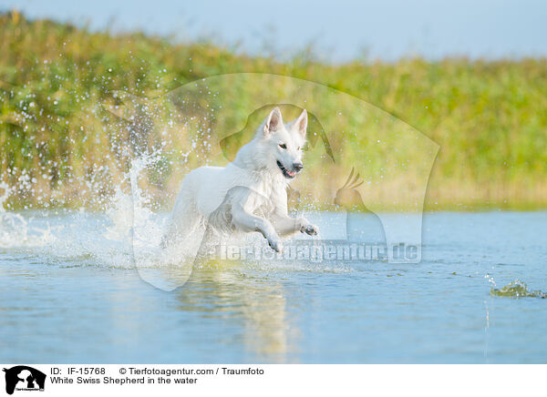 Weier Schweizer Schferhund im Wasser / White Swiss Shepherd in the water / IF-15768