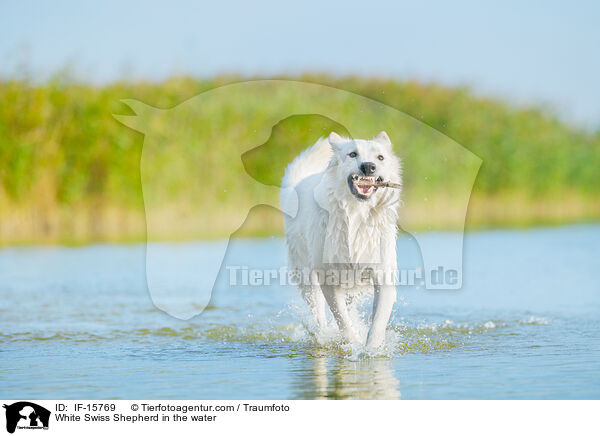 Weier Schweizer Schferhund im Wasser / White Swiss Shepherd in the water / IF-15769