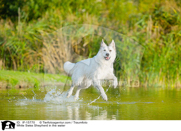 Weier Schweizer Schferhund im Wasser / White Swiss Shepherd in the water / IF-15770