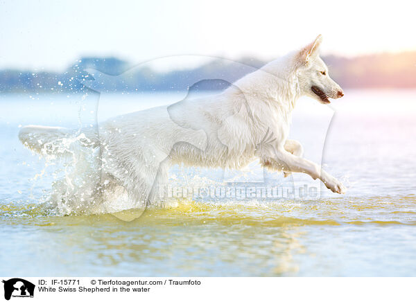 White Swiss Shepherd in the water / IF-15771