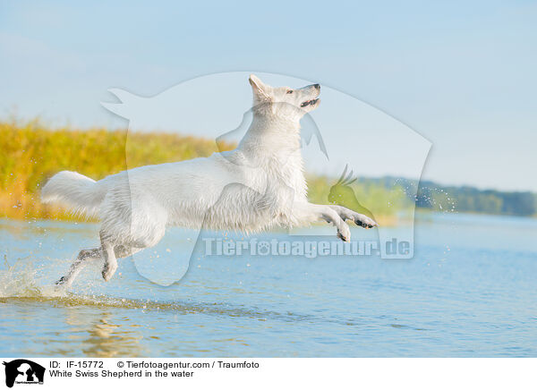 White Swiss Shepherd in the water / IF-15772