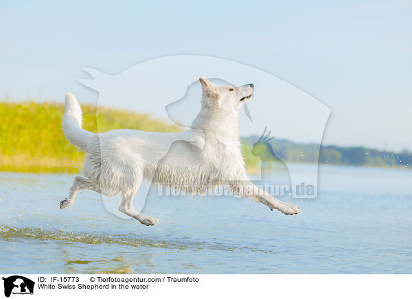 White Swiss Shepherd in the water / IF-15773