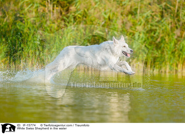 White Swiss Shepherd in the water / IF-15774