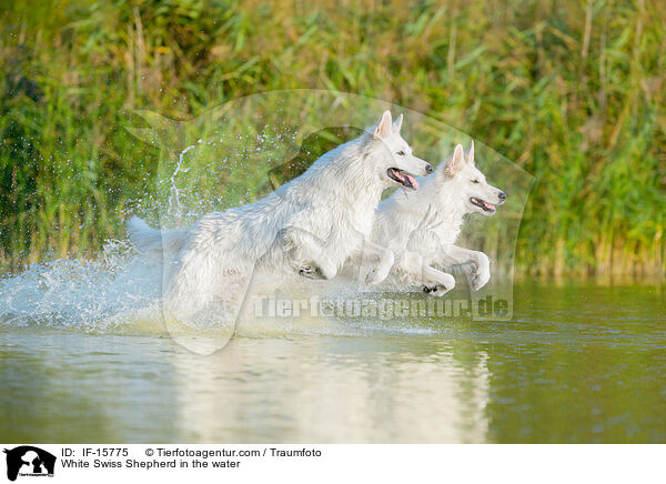 Weier Schweizer Schferhund im Wasser / White Swiss Shepherd in the water / IF-15775