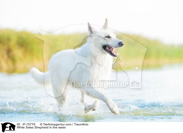 Weier Schweizer Schferhund im Wasser / White Swiss Shepherd in the water / IF-15776